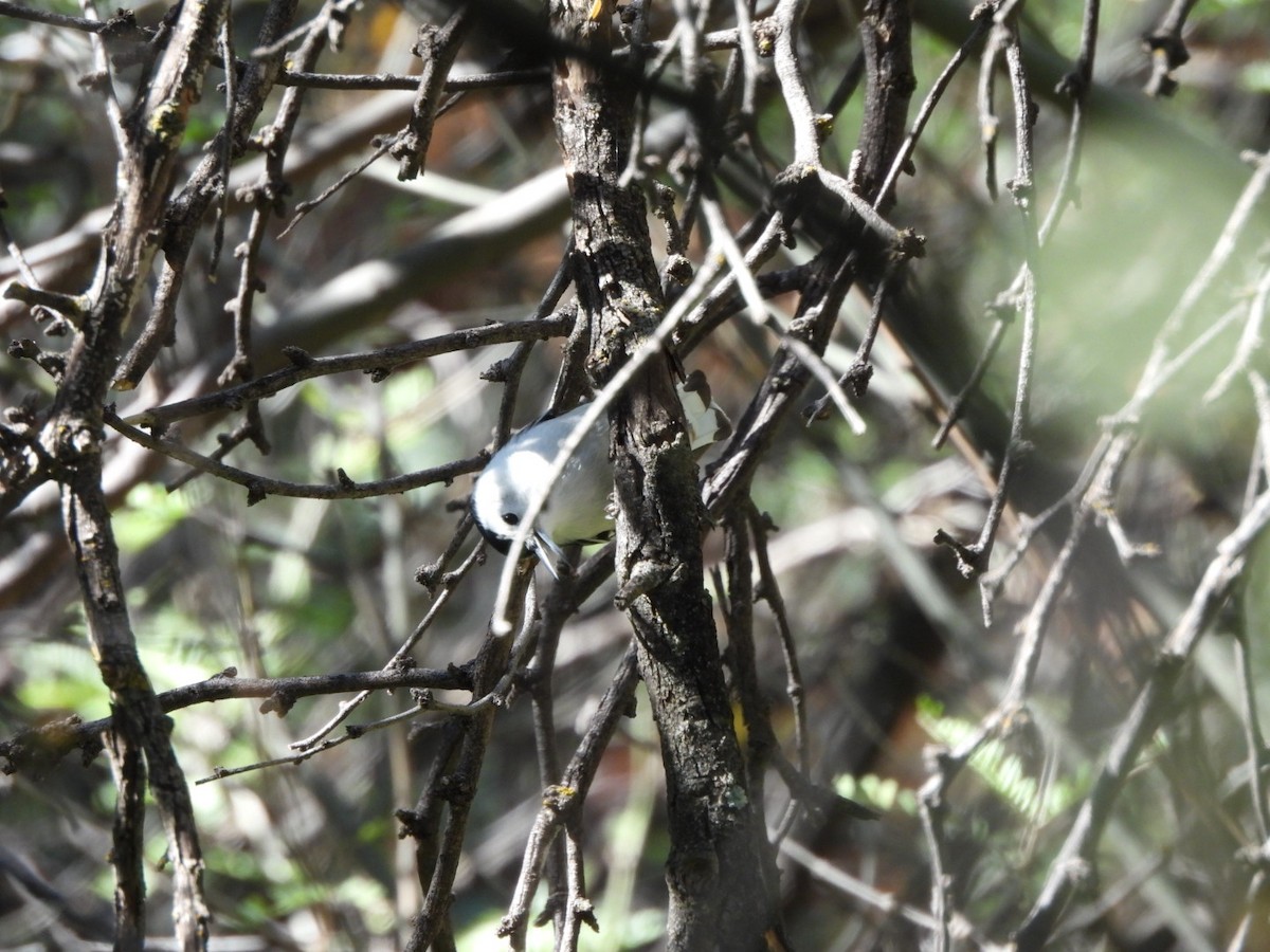 hvitbrystspettmeis - ML646160083