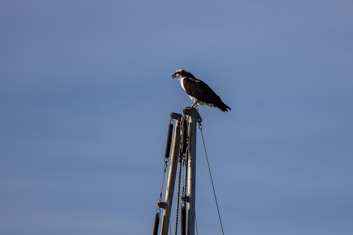 Osprey - ML646160092