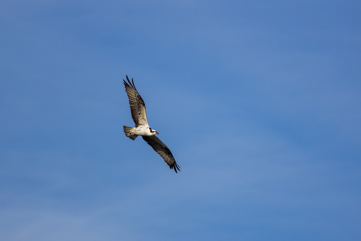 Osprey - ML646160093