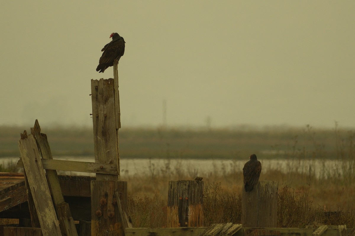 Urubu à tête rouge - ML646160095