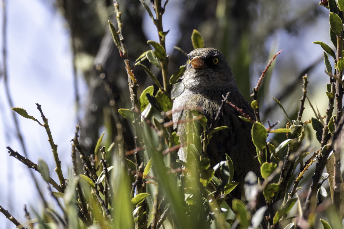 Volcano Junco - ML646160101