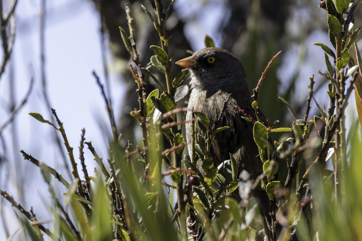 Volcano Junco - ML646160102