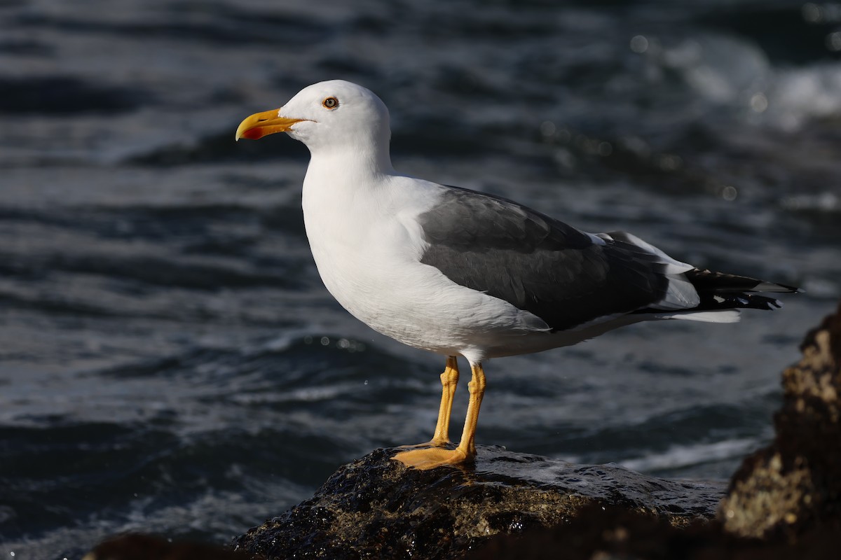 Yellow-footed Gull - ML646160104