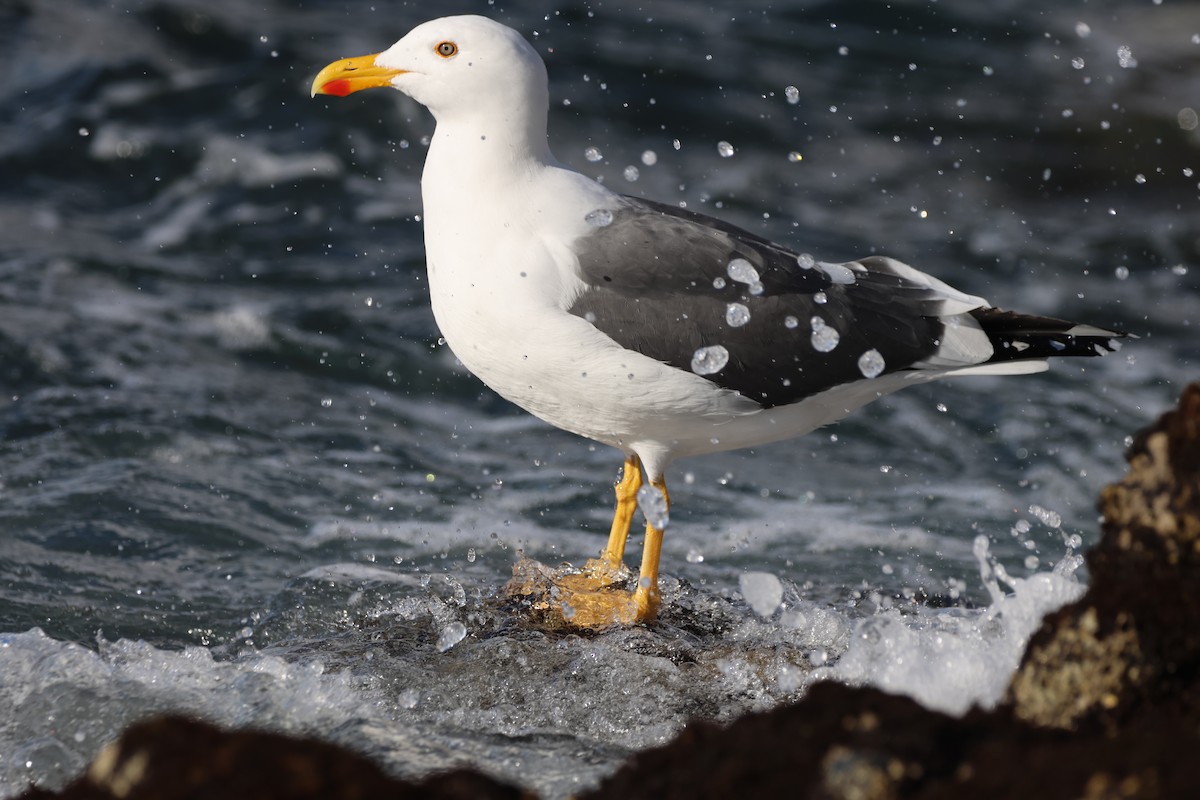 Yellow-footed Gull - ML646160105