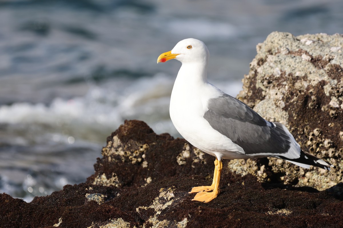Yellow-footed Gull - ML646160106