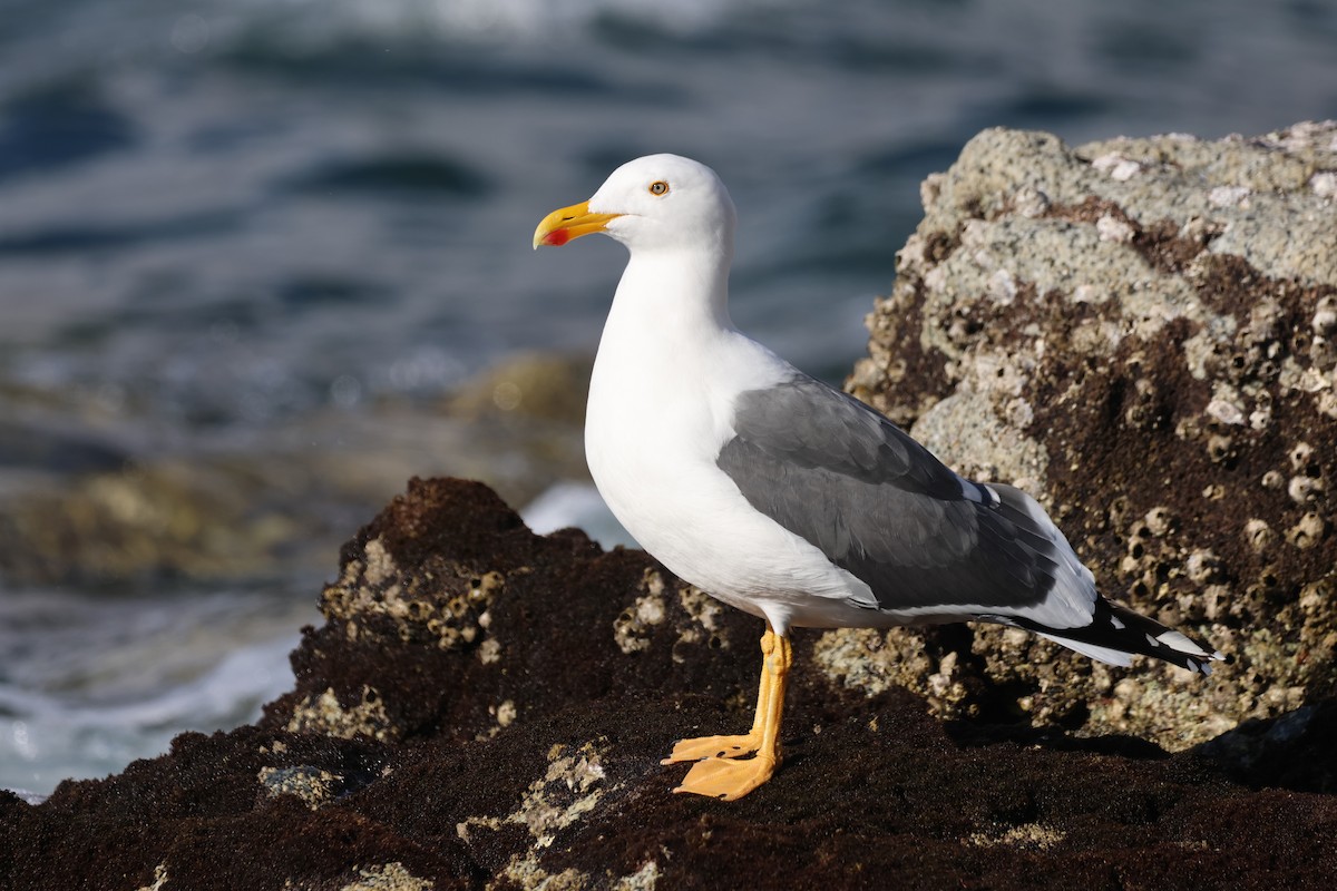 Yellow-footed Gull - ML646160107