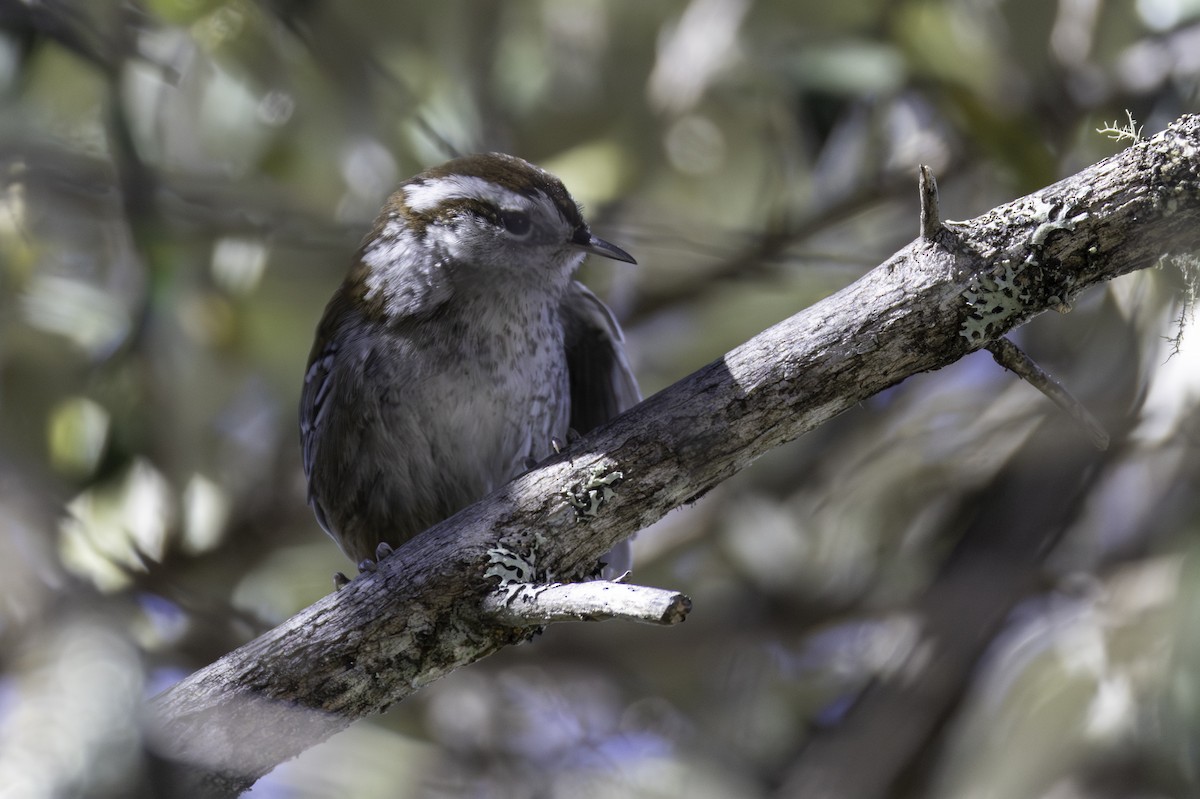 Cucarachero del Bambú - ML646160108