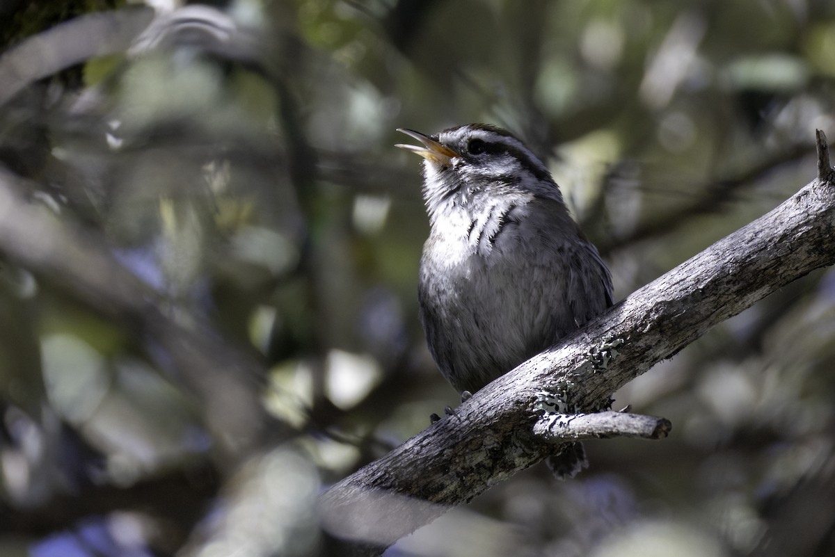 Cucarachero del Bambú - ML646160109