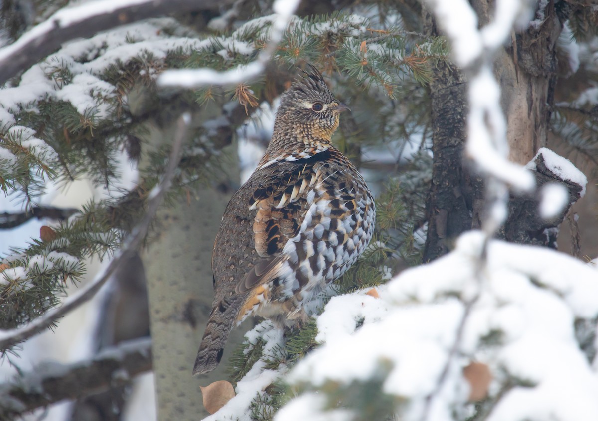 jeřábek kanadský - ML646160110