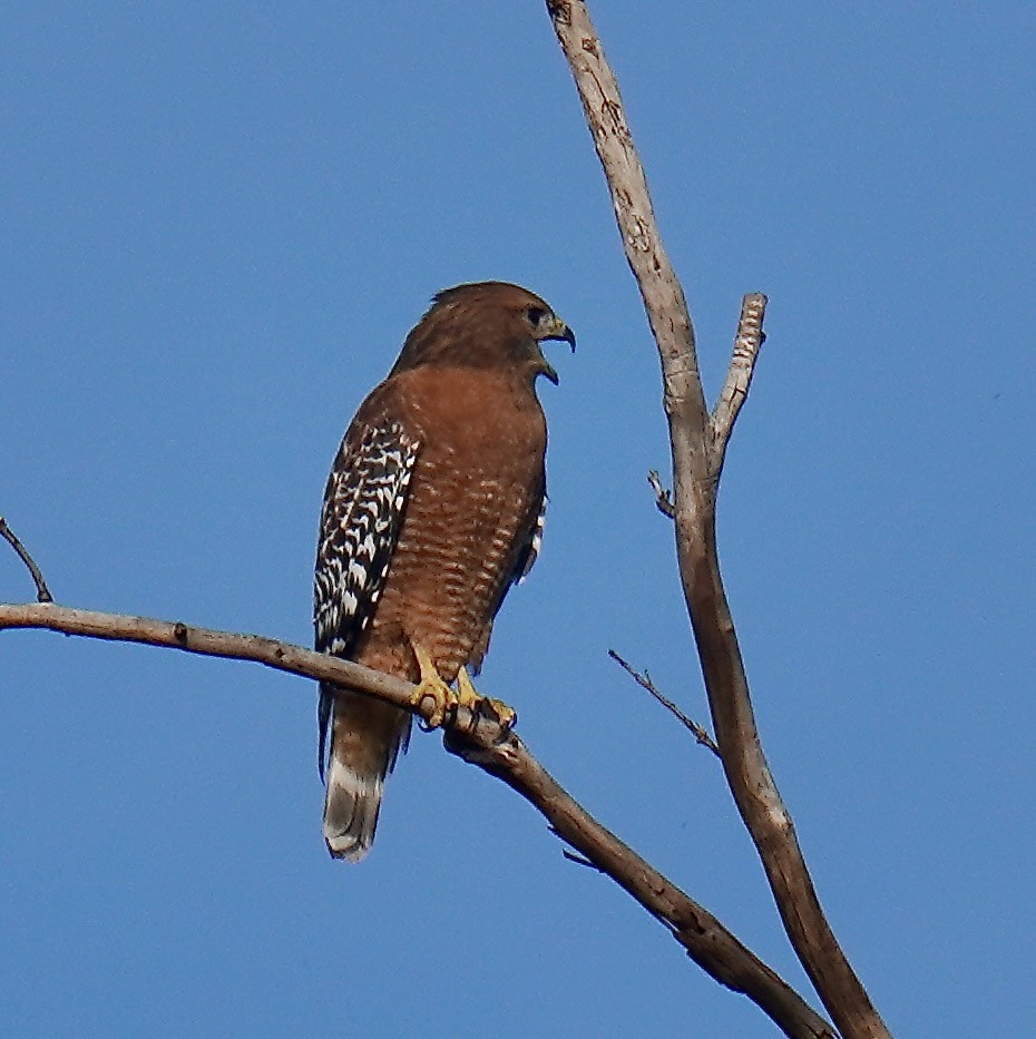 Red-shouldered Hawk - ML646160111