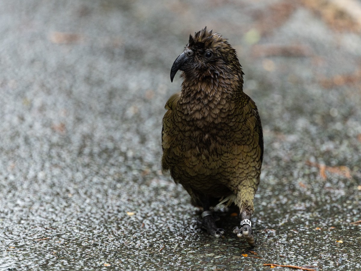 Кеа - ML646160127