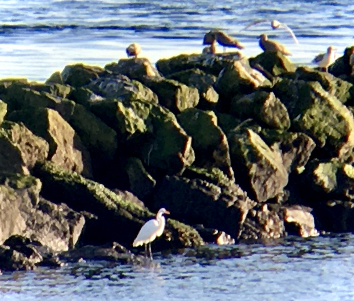 Great Egret - ML646160129