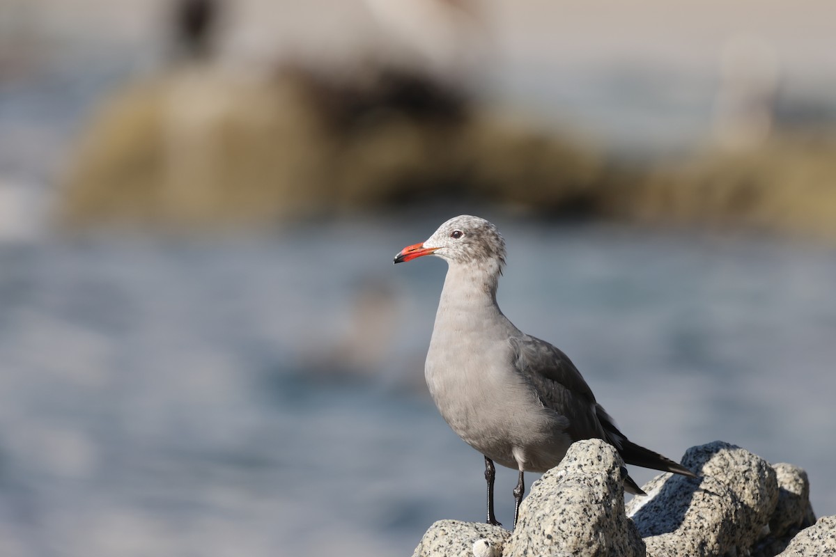 Heermann's Gull - ML646160131