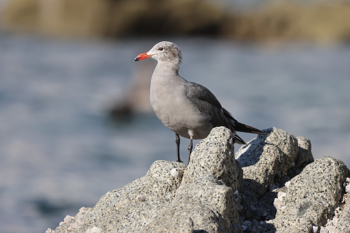 Heermann's Gull - ML646160132