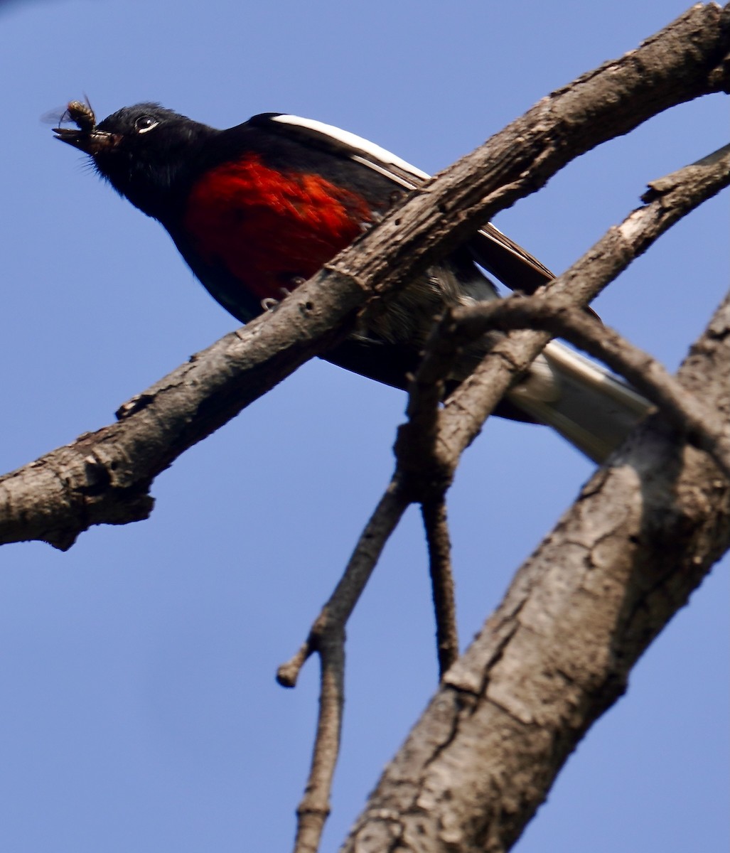 Painted Redstart - ML646160135