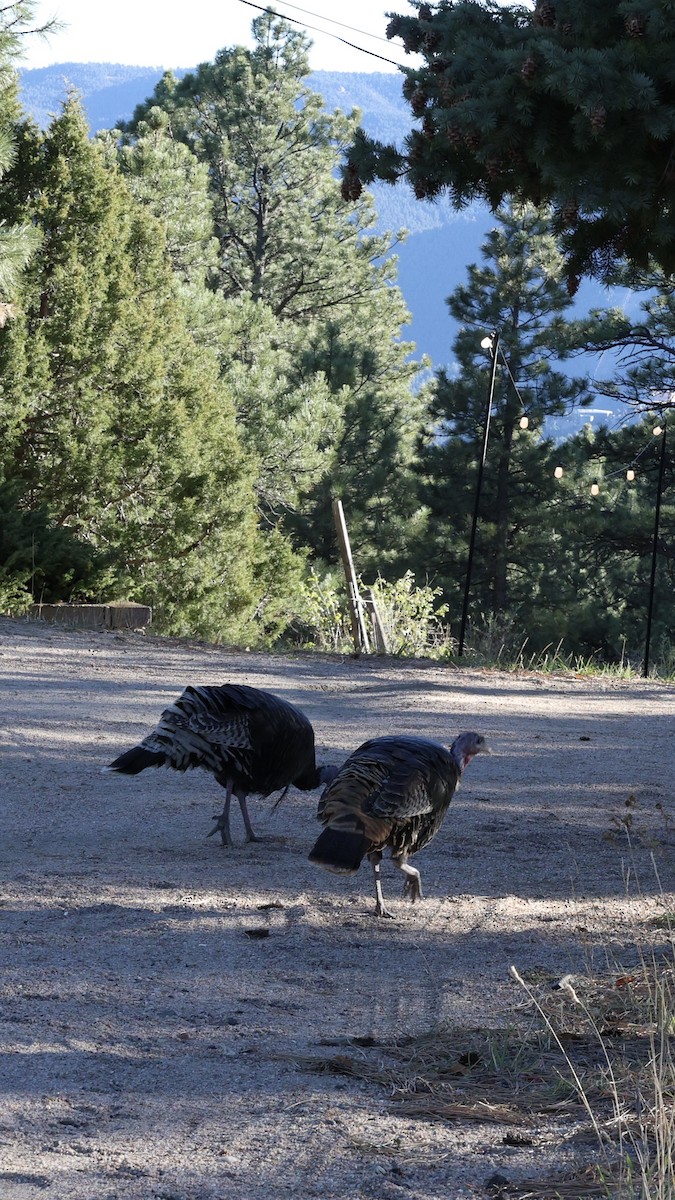 Wild Turkey - ML646160139