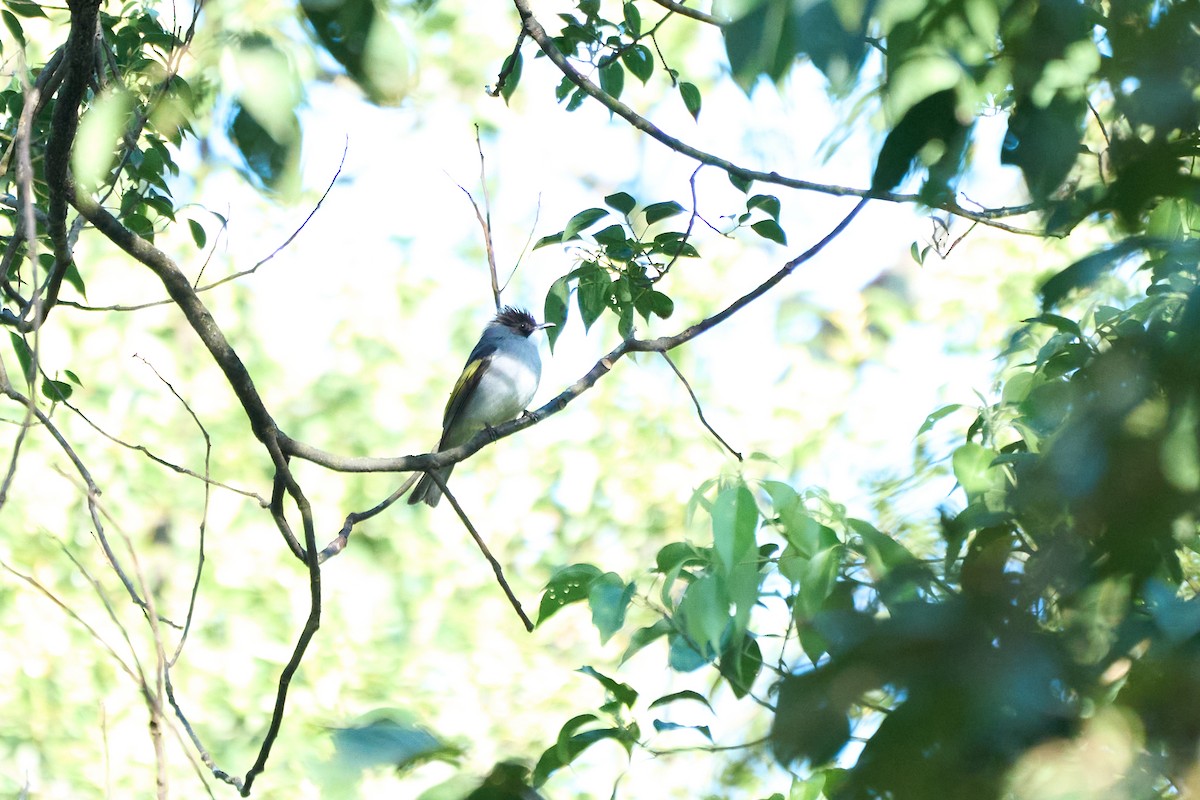 Ashy Bulbul - ML646160140