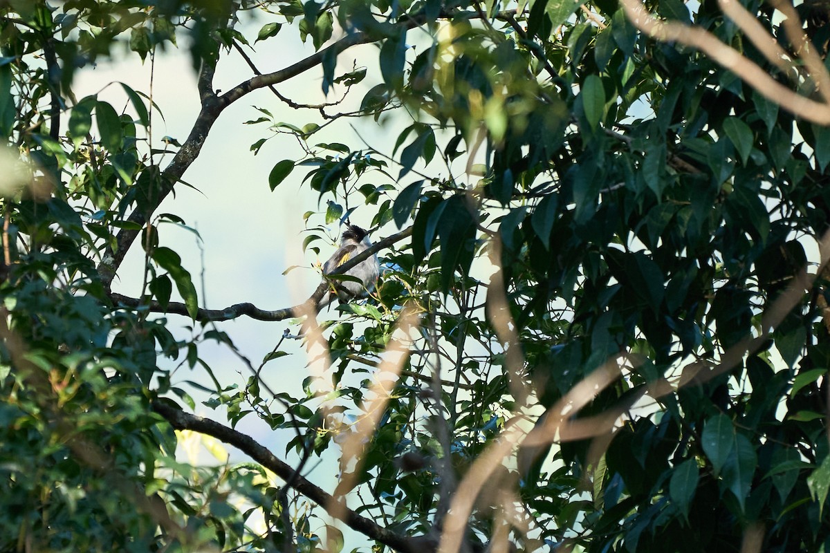 Ashy Bulbul - ML646160141