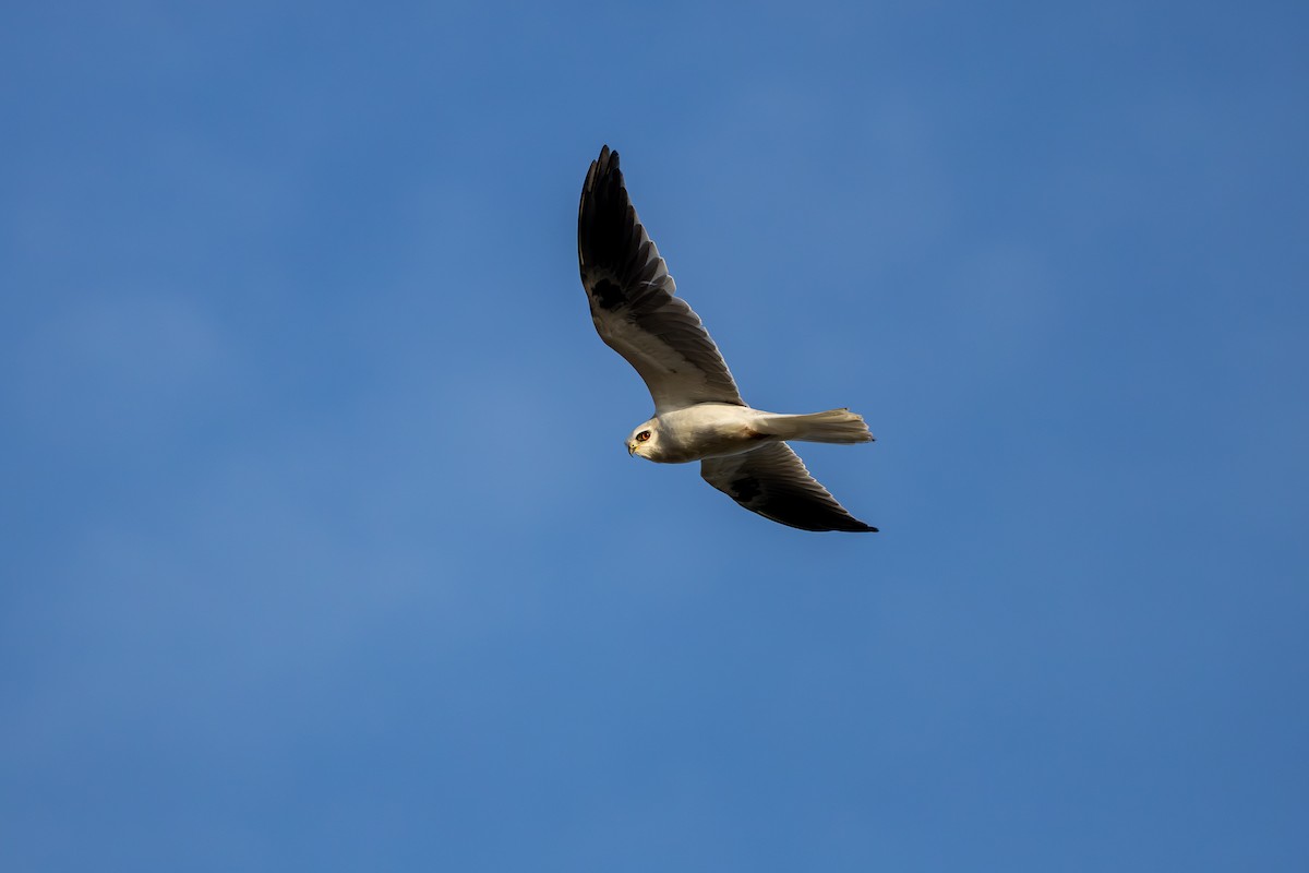 White-tailed Kite - ML646160142