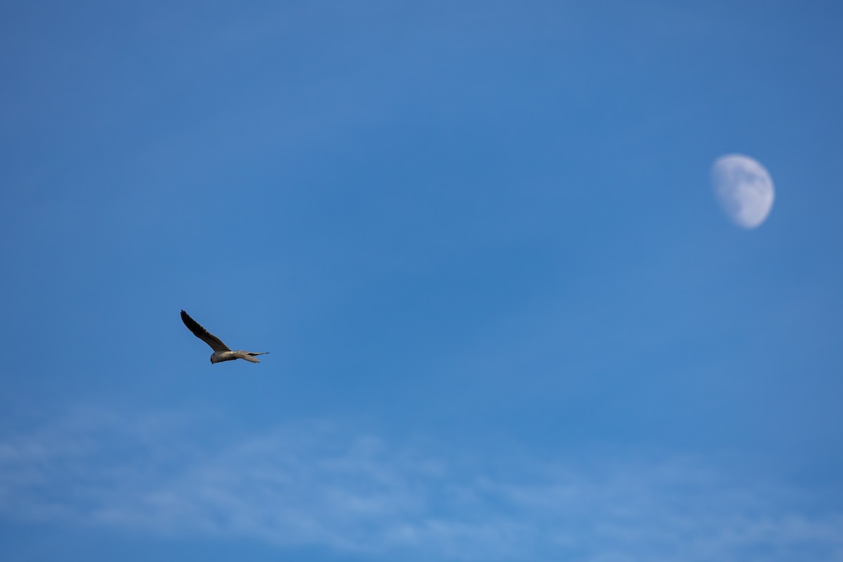 White-tailed Kite - ML646160143