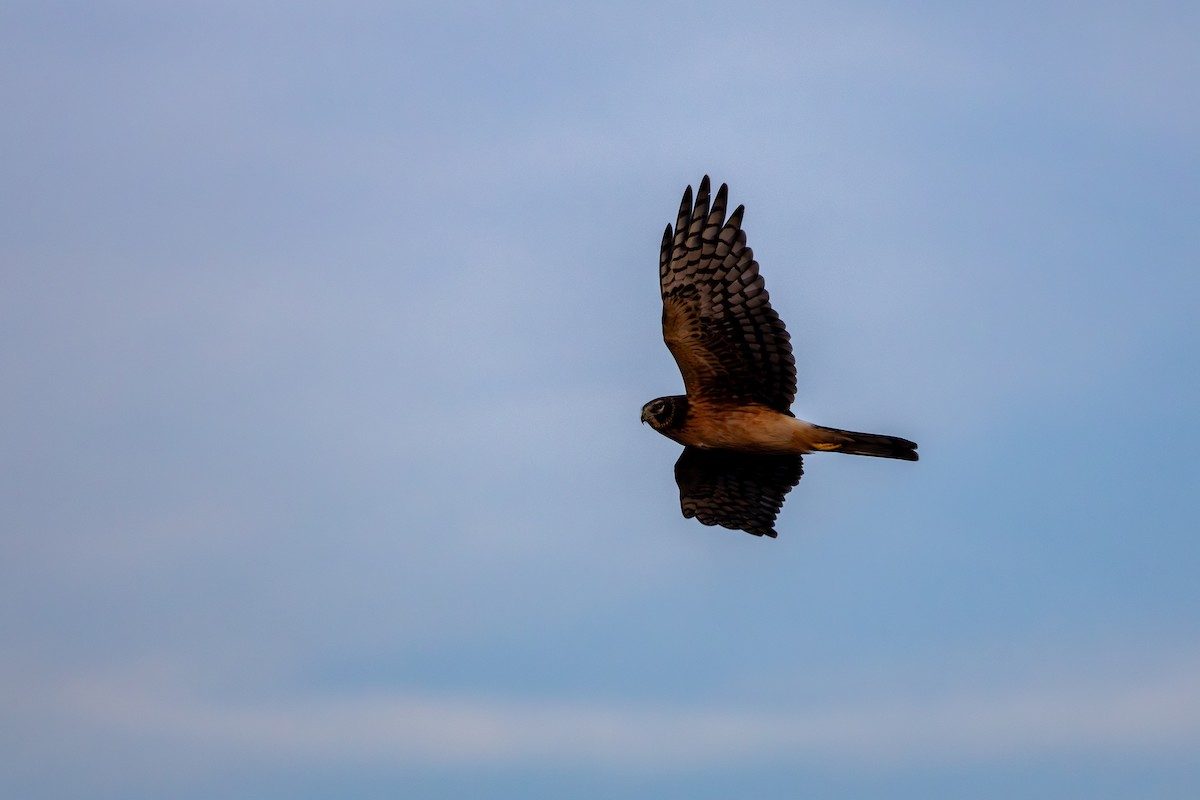 Northern Harrier - ML646160144
