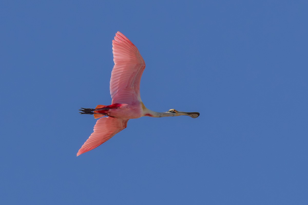 Roseate Spoonbill - ML646160145