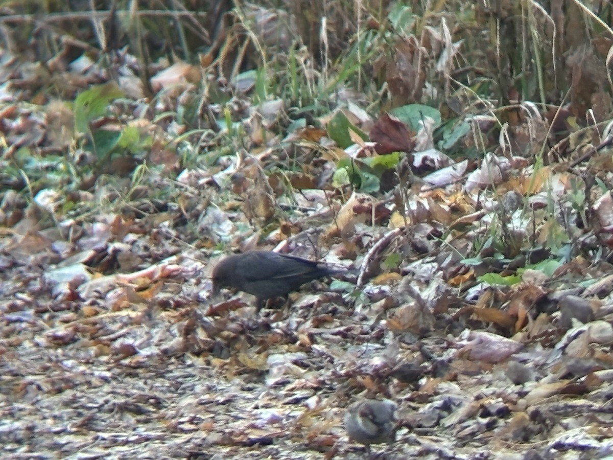 Коровий трупиал, буроголовый желтушник - ML646160149