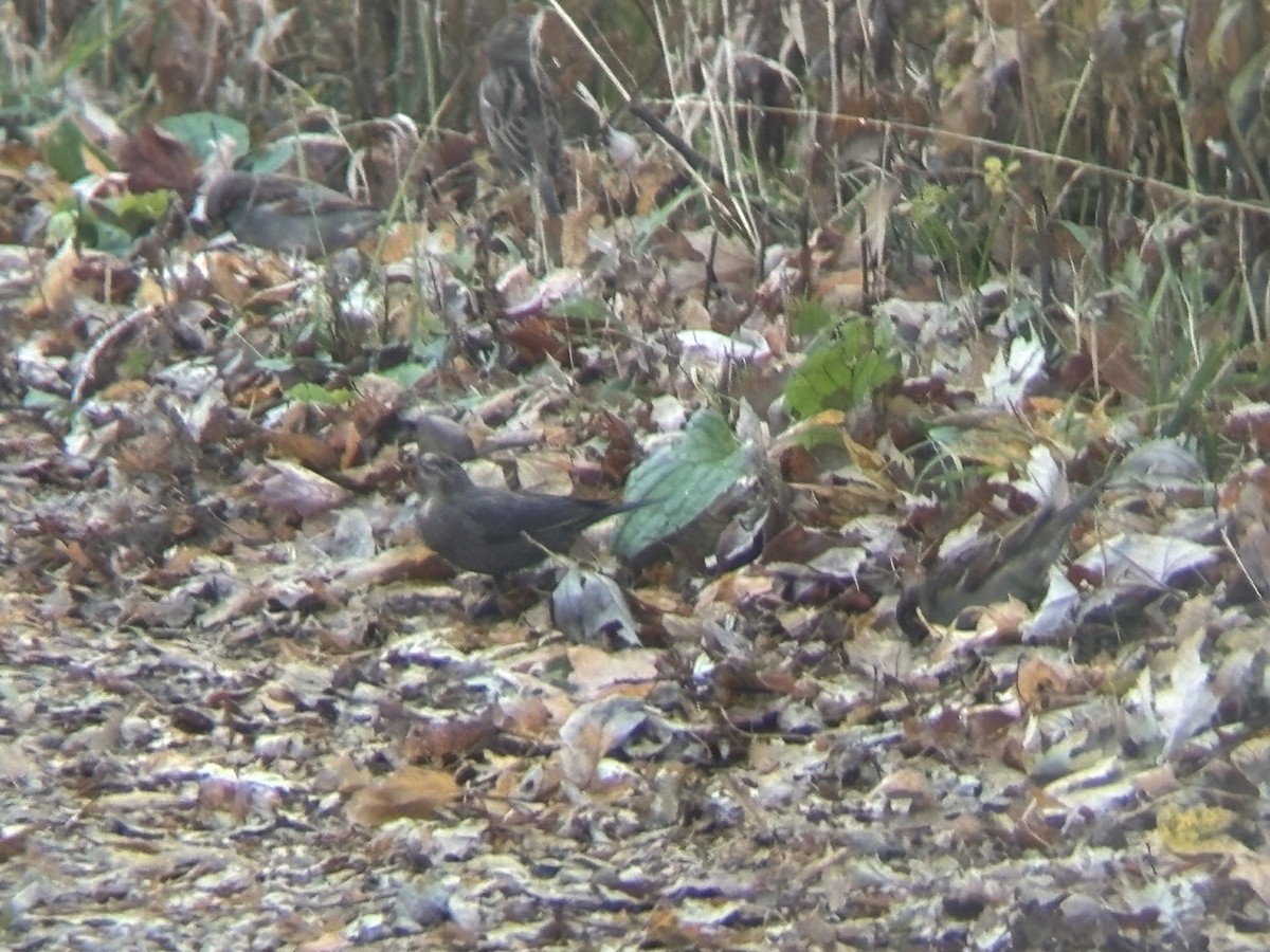 Коровий трупиал, буроголовый желтушник - ML646160150