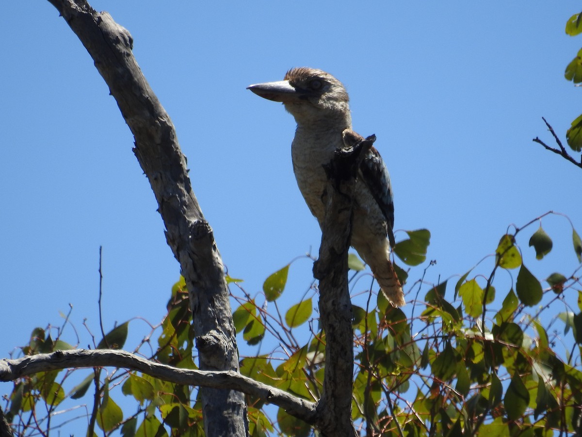 Blue-winged Kookaburra - ML646160151