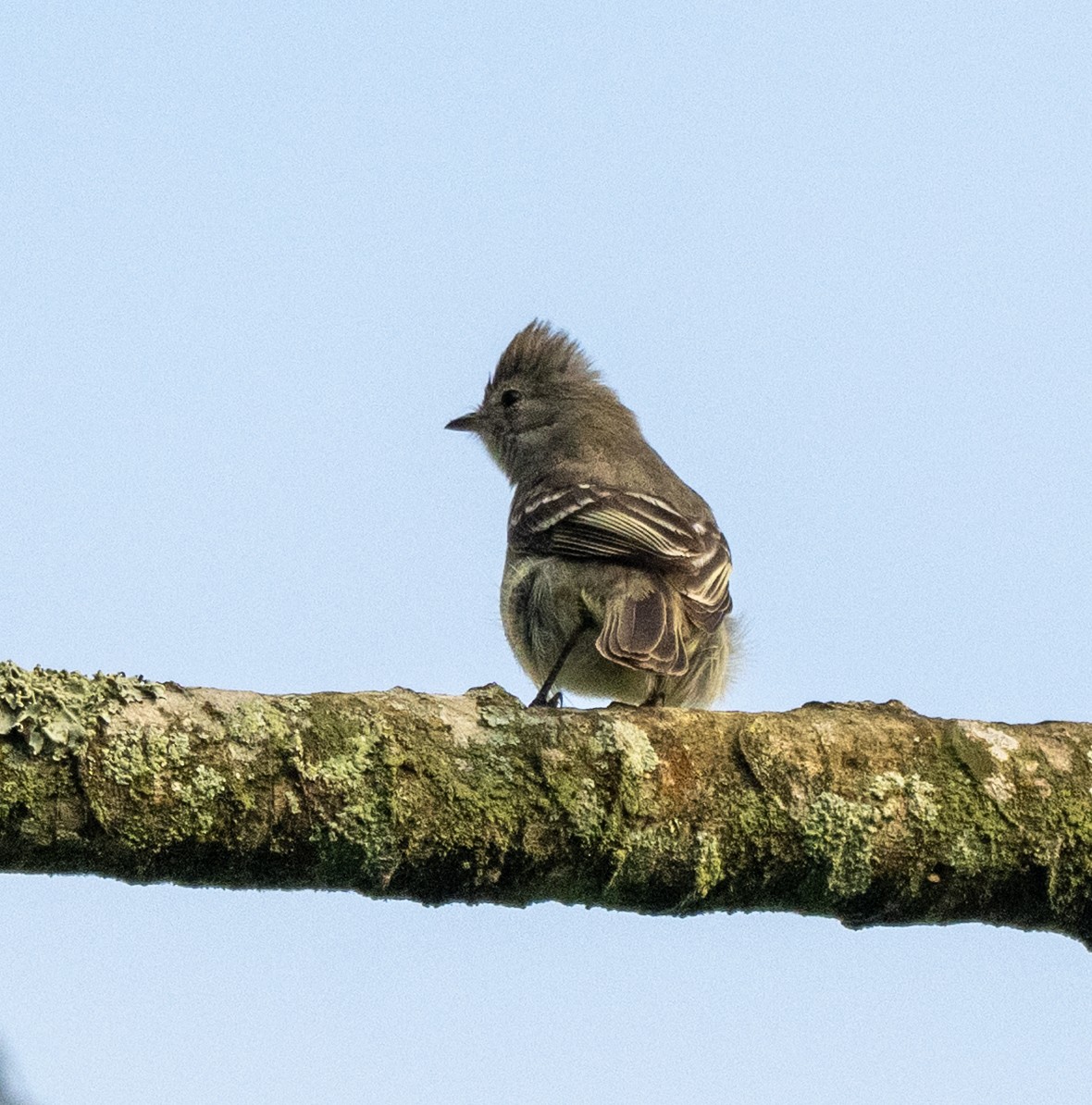 Желтобрюхая эления - ML646160152