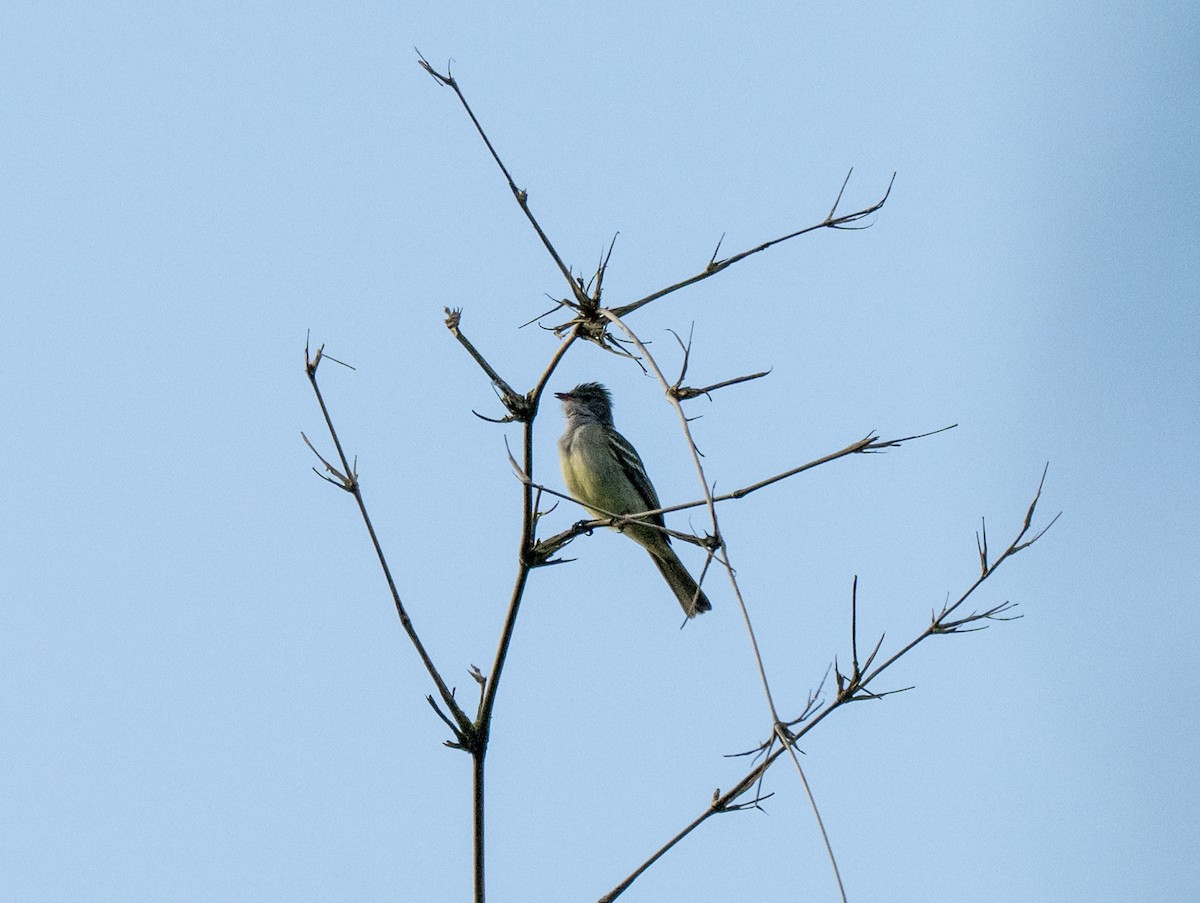 Желтобрюхая эления - ML646160153