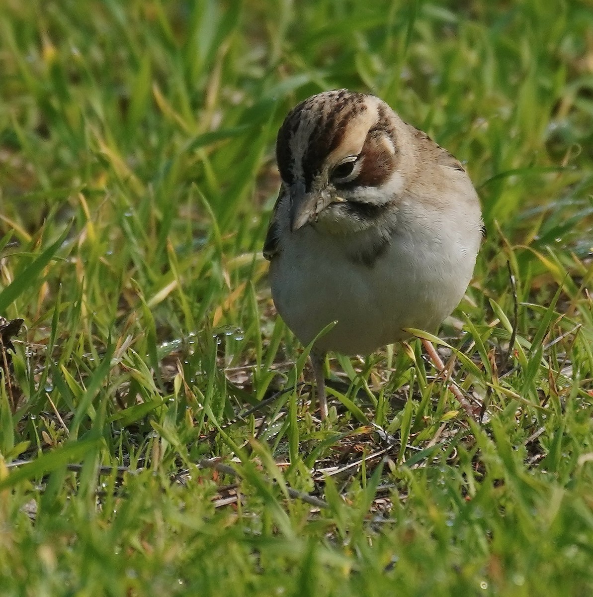 Lark Sparrow - ML646160154