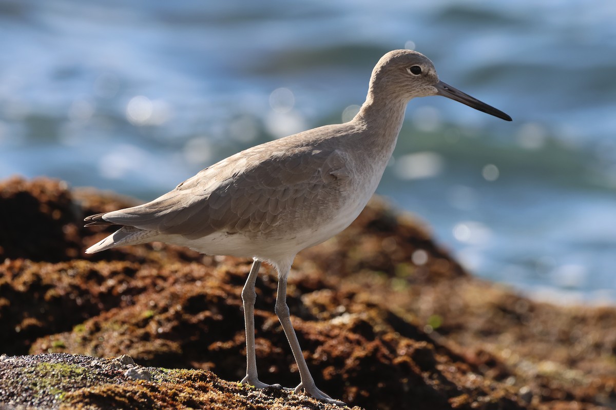 Willet - ML646160164