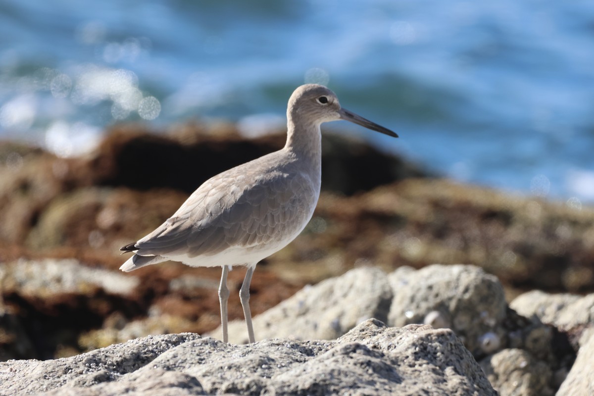 Willet - ML646160166