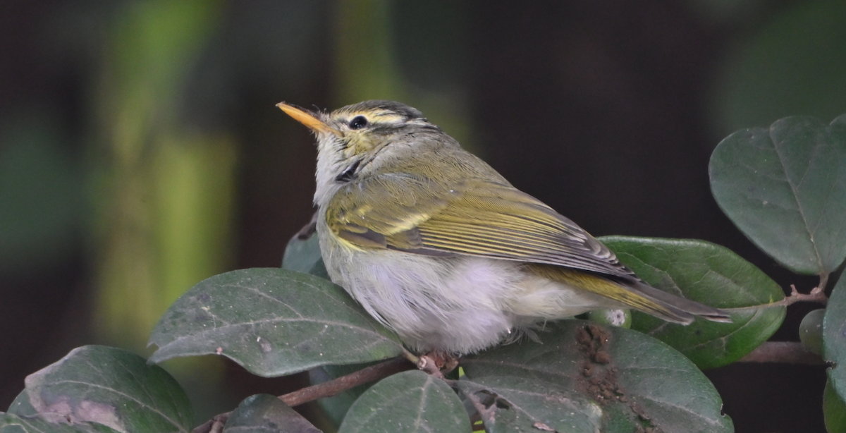 Western Crowned Warbler - ML646160182