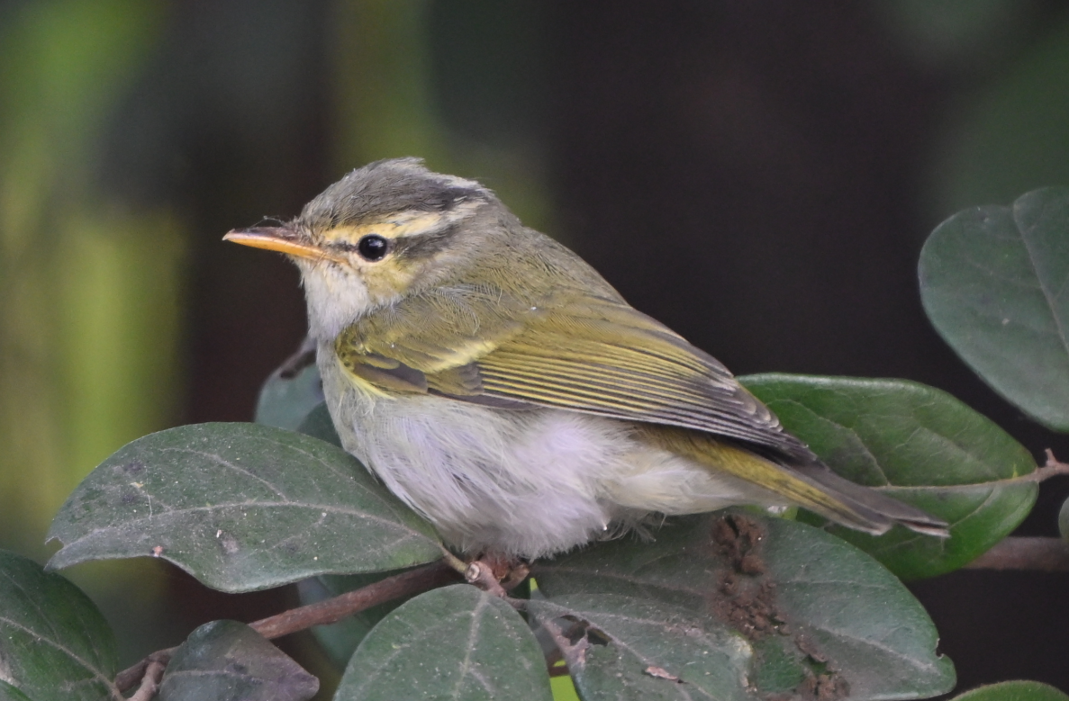 Western Crowned Warbler - ML646160183