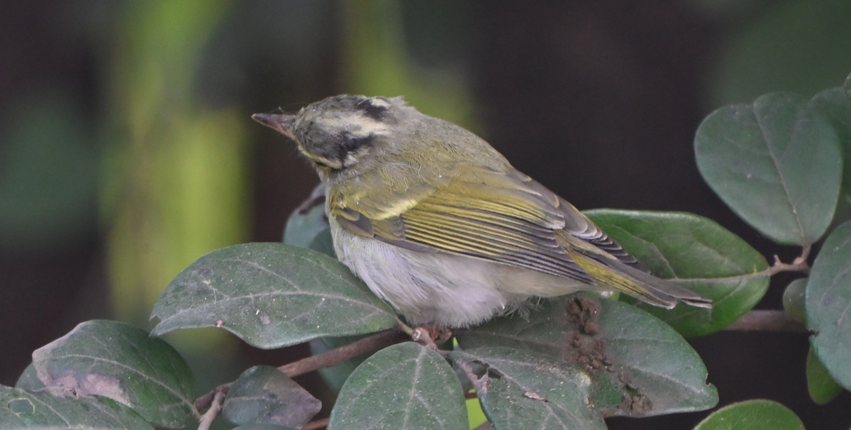 Western Crowned Warbler - ML646160184