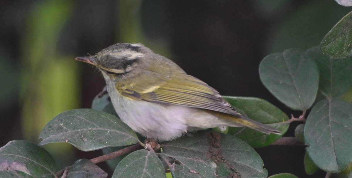 Western Crowned Warbler - ML646160185