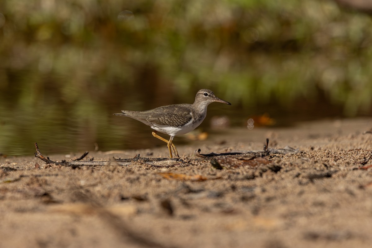 ביצנית נקודה - ML646160187
