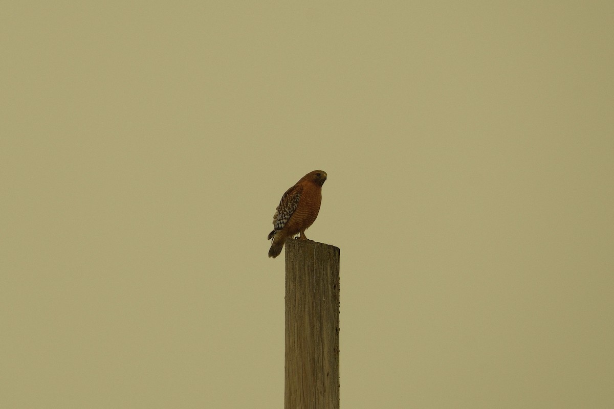 Red-shouldered Hawk - ML646160188