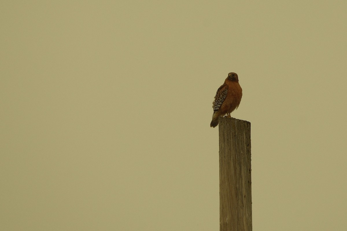 Red-shouldered Hawk - ML646160189