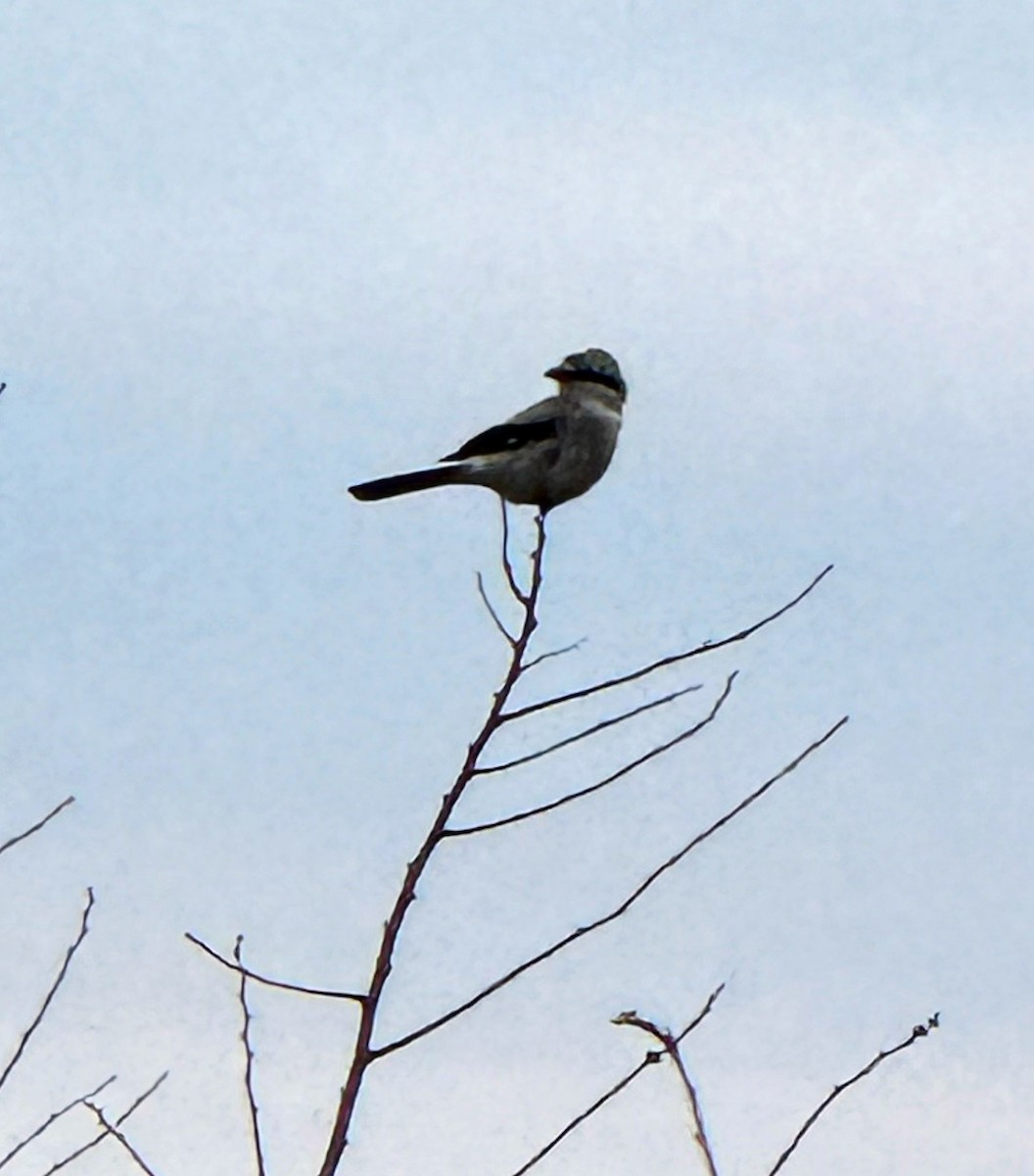 Northern Shrike - ML646160190