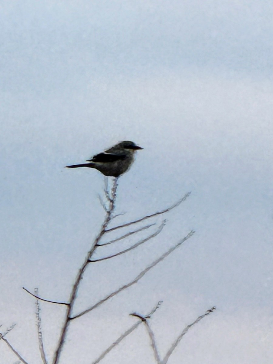 Northern Shrike - ML646160191