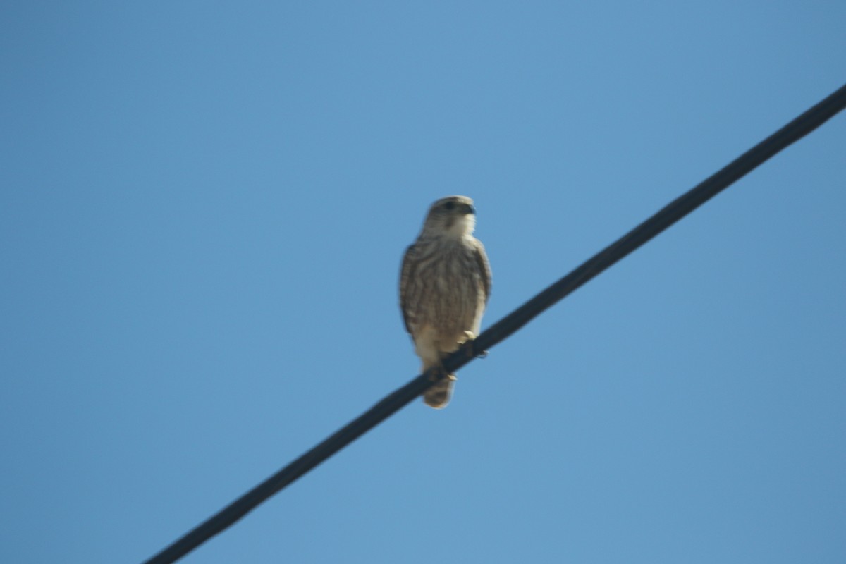 dřemlík tundrový (ssp. richardsonii) - ML646160201