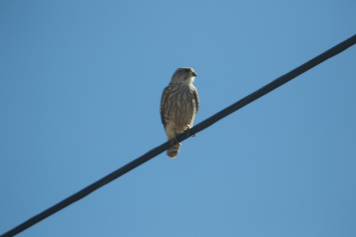 dřemlík tundrový (ssp. richardsonii) - ML646160202