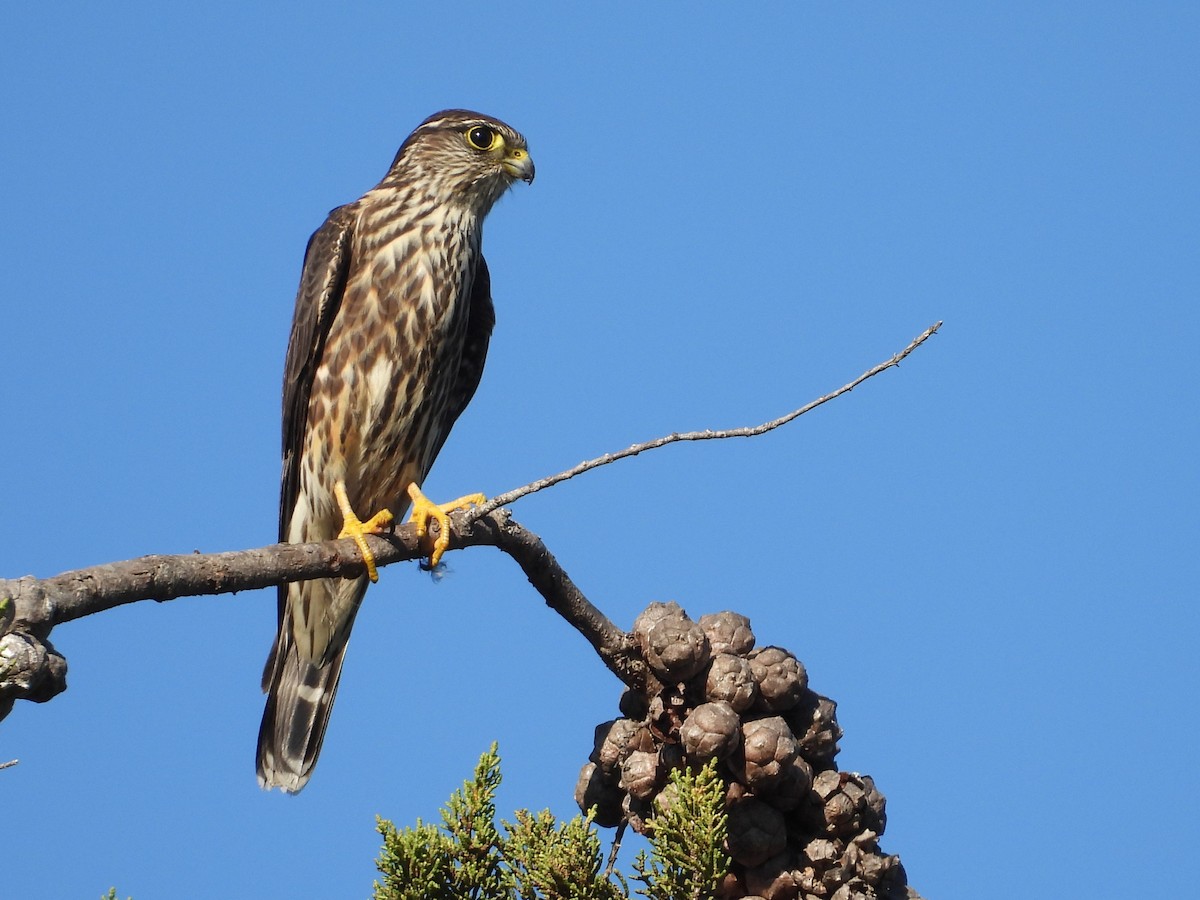 Merlin - ML646160207