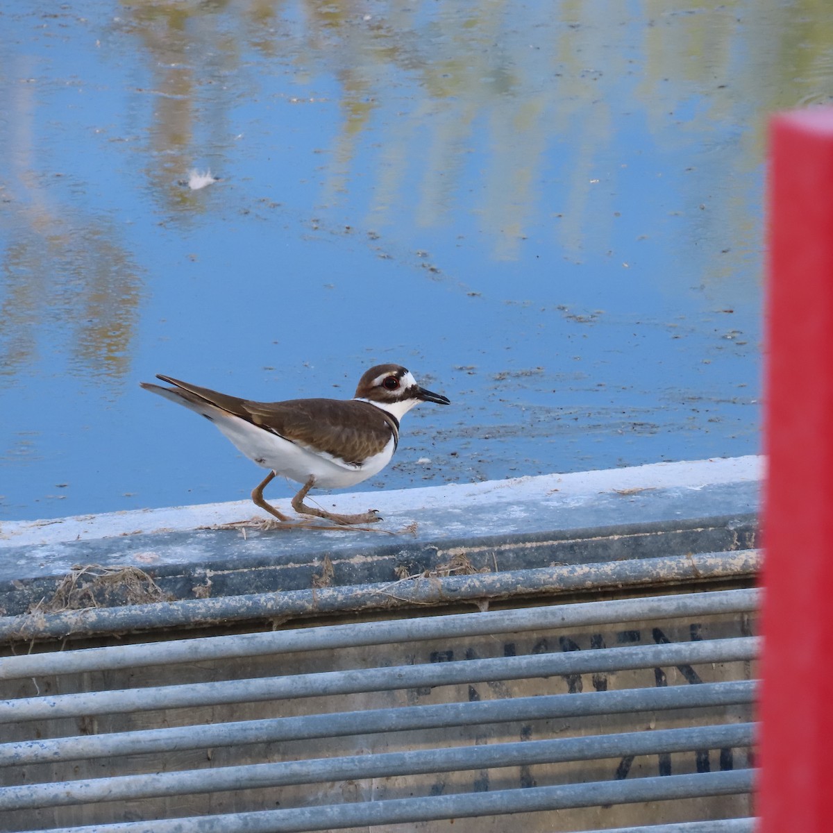 Kildir txirritxoa - ML646160239