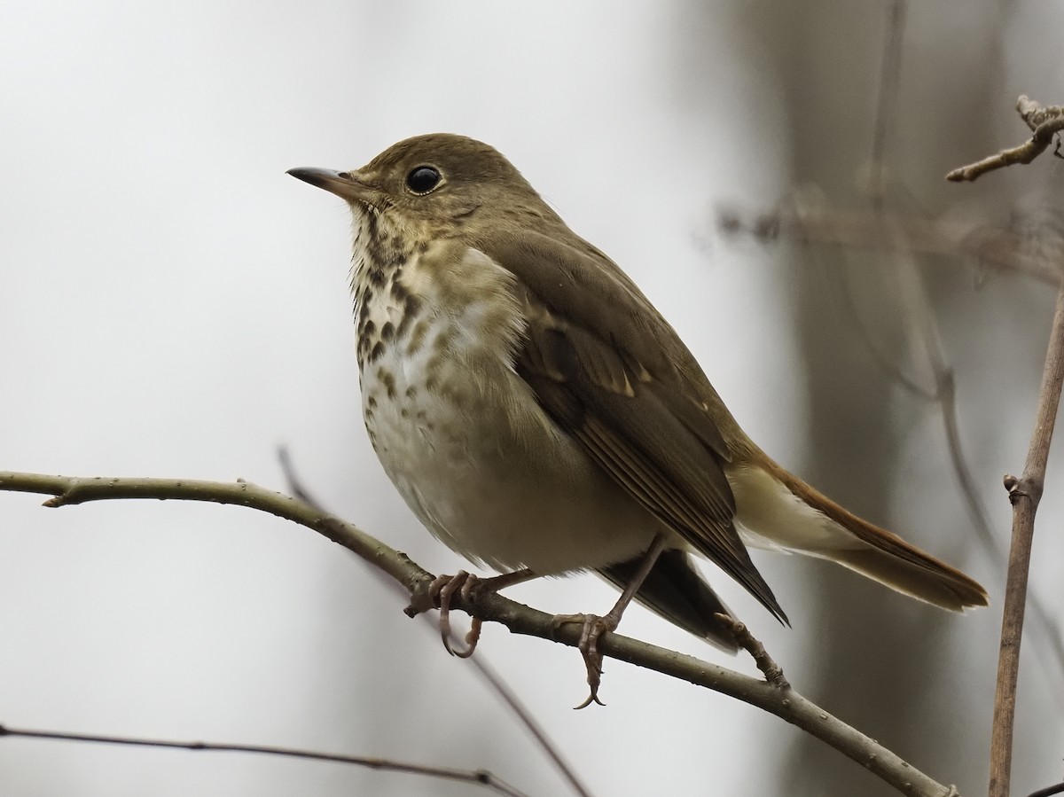 チャイロコツグミ - ML646160240