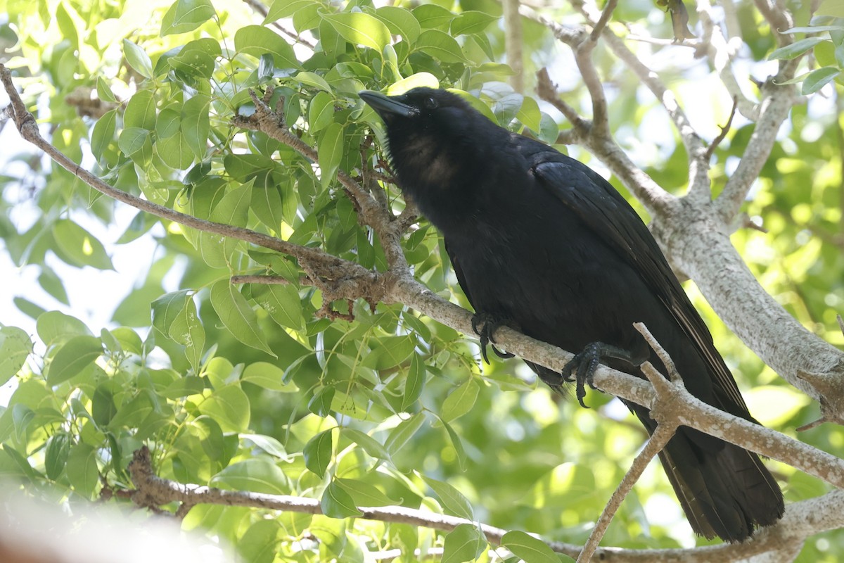 Fish Crow - ML646160247