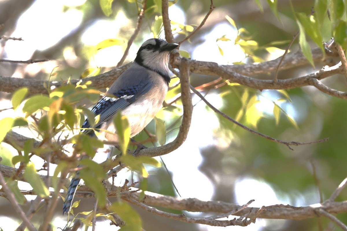 Blue Jay - ML646160248